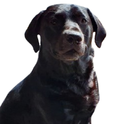 Buddy the office dog at Lothian Domestics